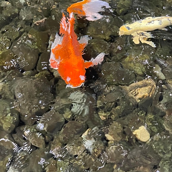 Meet your Posher, Liz - Picture 1 of 1